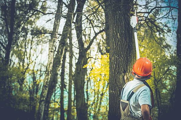 How Our Tree Care Process Works  in  Grass Valley, CA