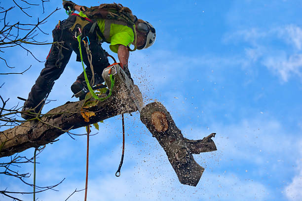 Mulching Services in Grass Valley, CA